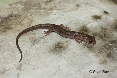 Chiropterotriton mosaueri